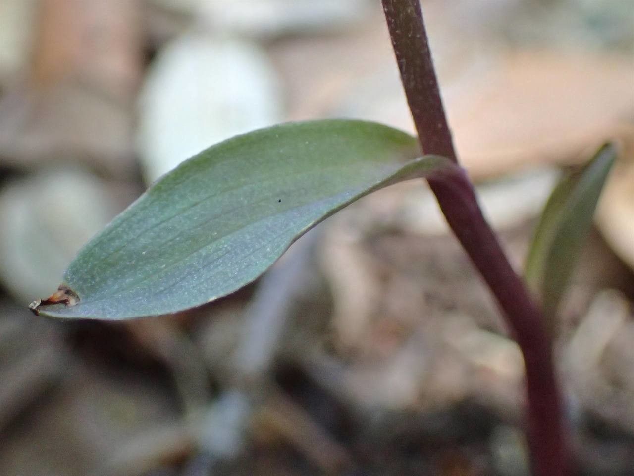 Epipactis microphylla — search result for 'Epipactis'