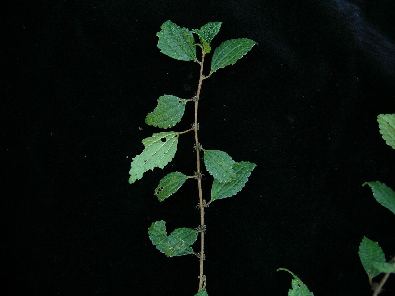 Pouzolzia sanguinea — houseplant care guide