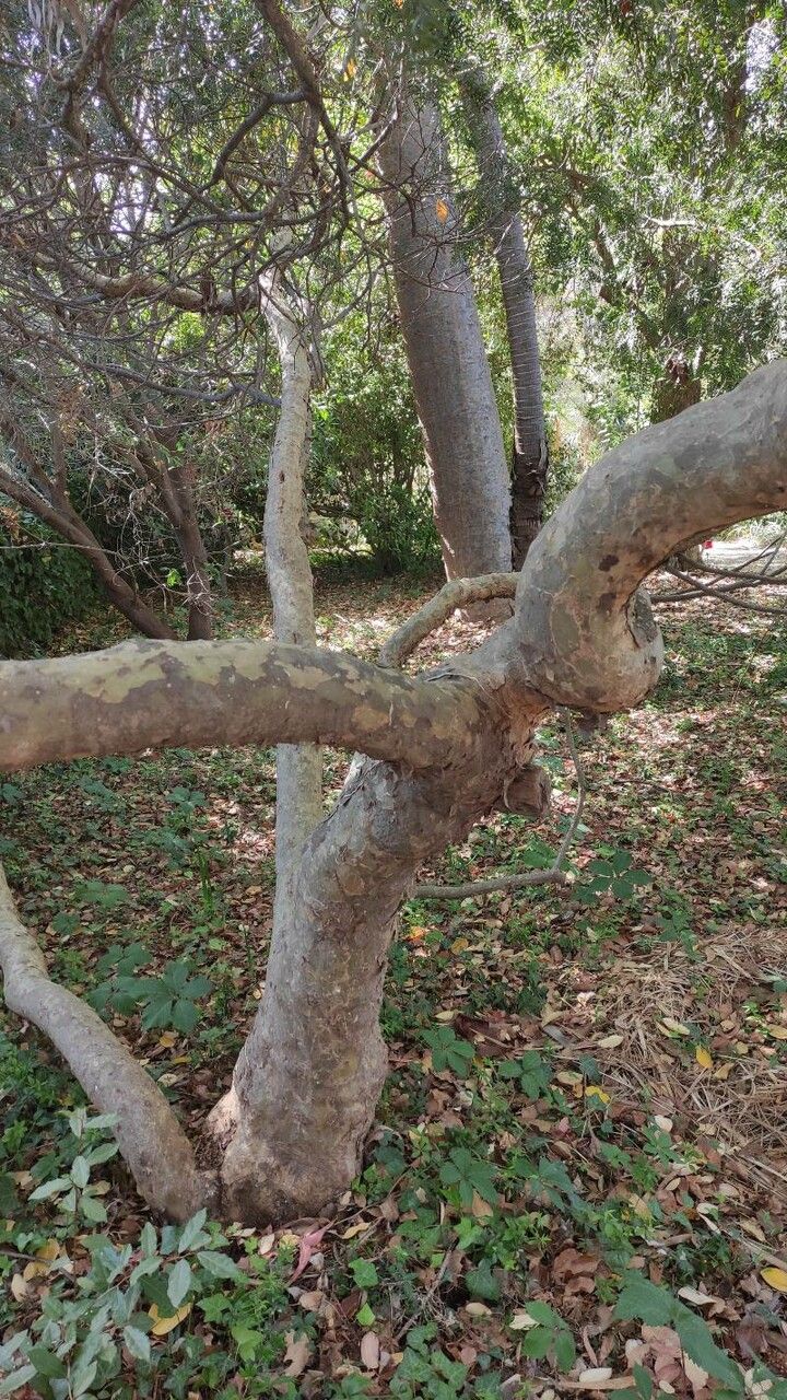 Schinus weinmannifolius bark