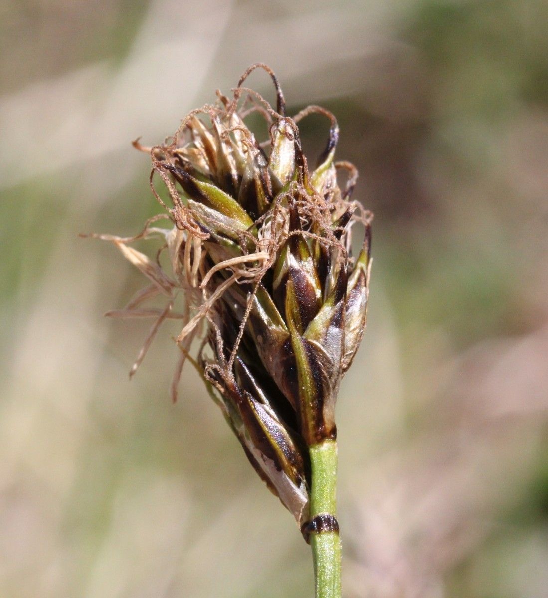 Carex curvula fruit