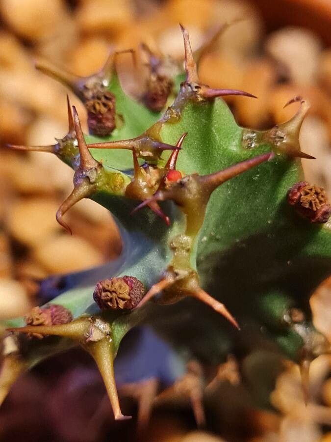 Euphorbia tortirama flower