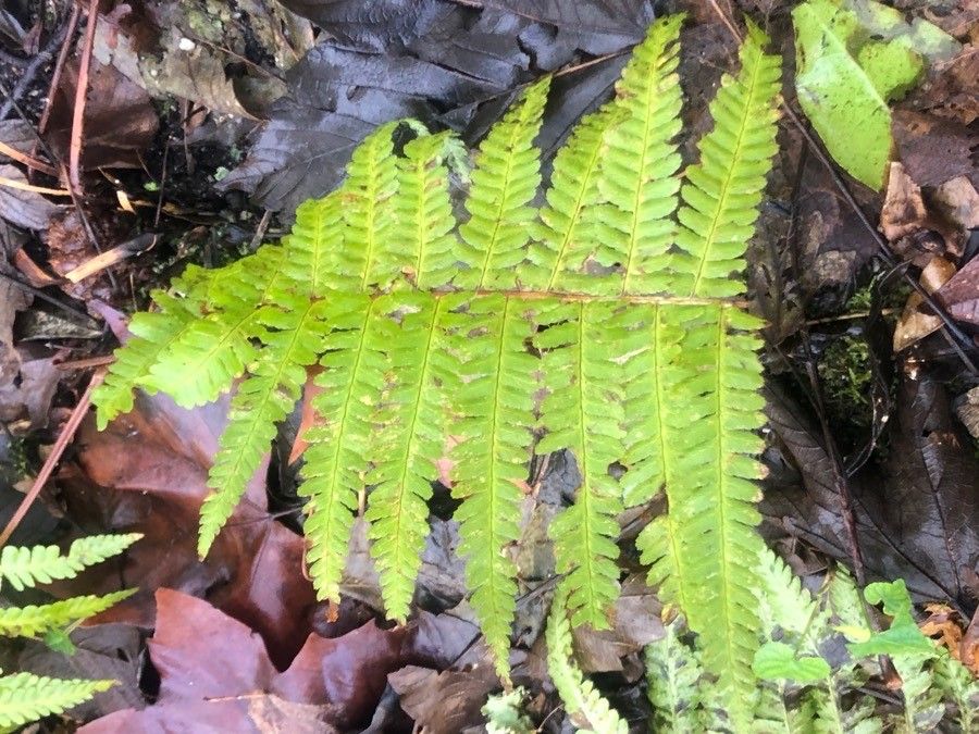 Woodsia obtusa — houseplant care guide
