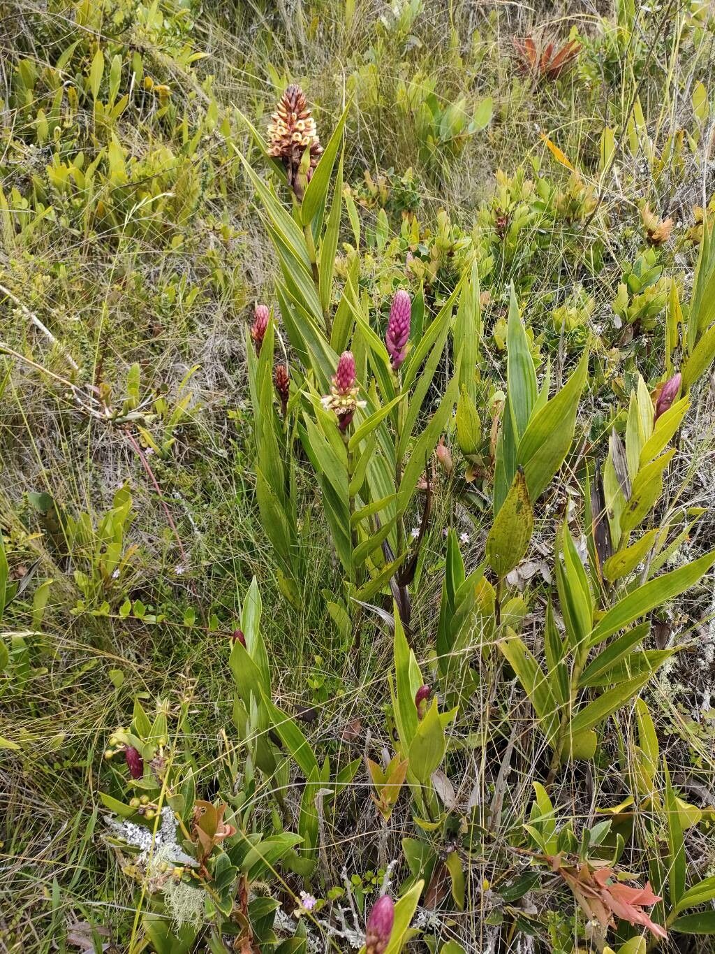 Elleanthus purpureus habit