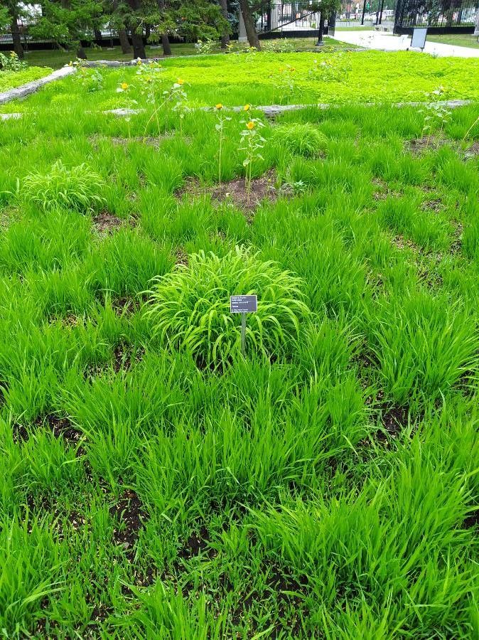 Sorghum × drummondii leaf