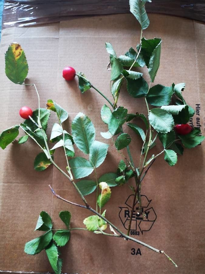 Rosa jundzillii — houseplant care guide