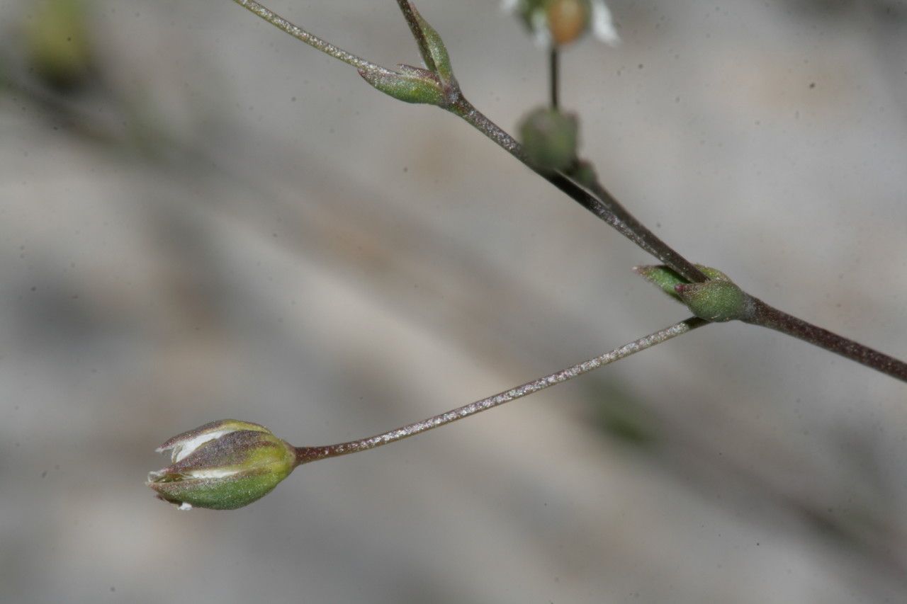 Arenaria provincialis fruit