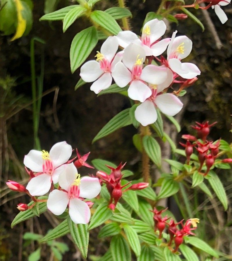 Heterocentron glandulosum flower