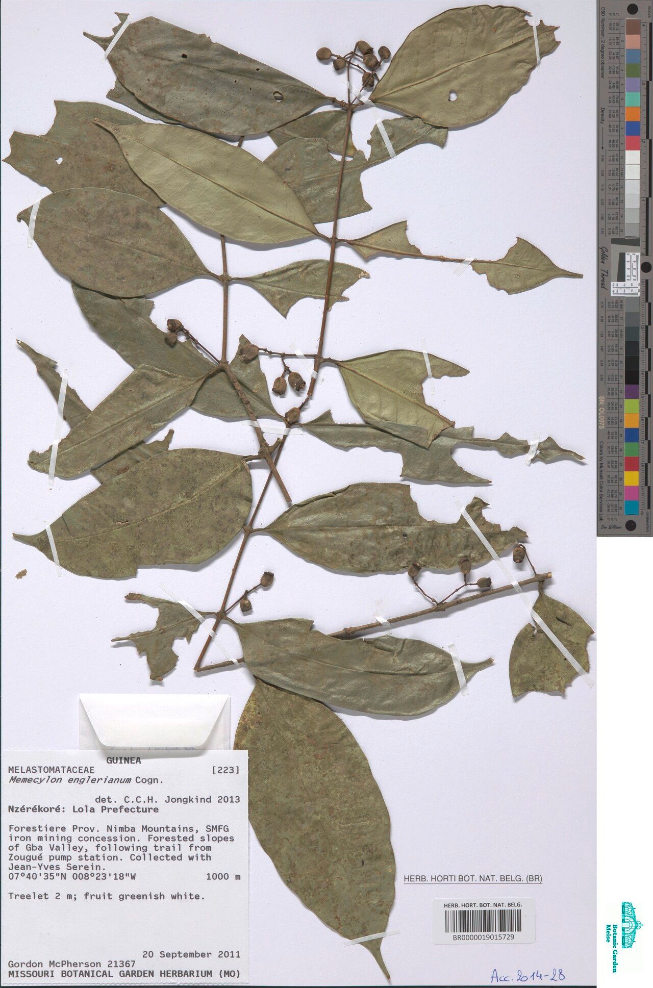 Memecylon englerianum — houseplant care guide