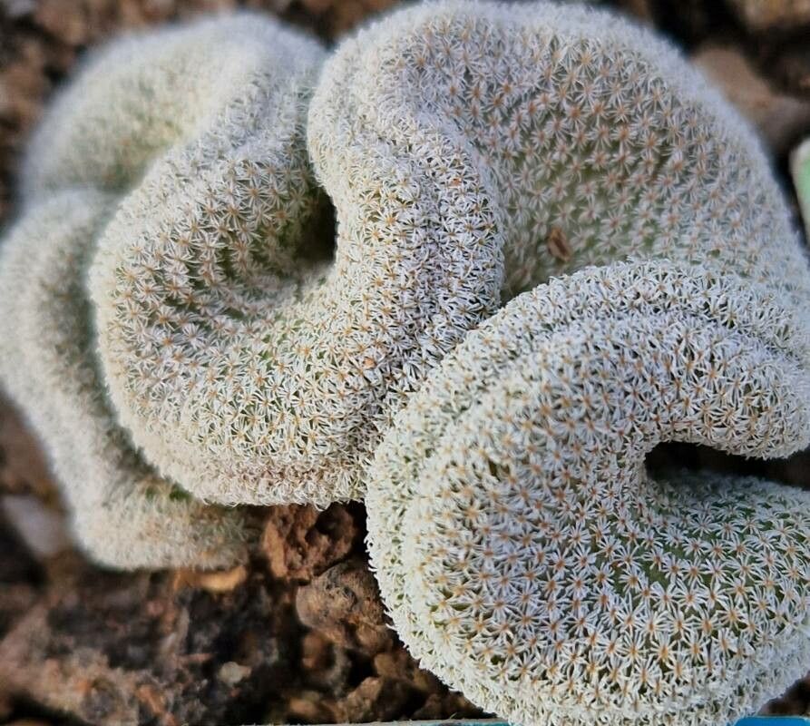 Epithelantha pachyrhiza leaf