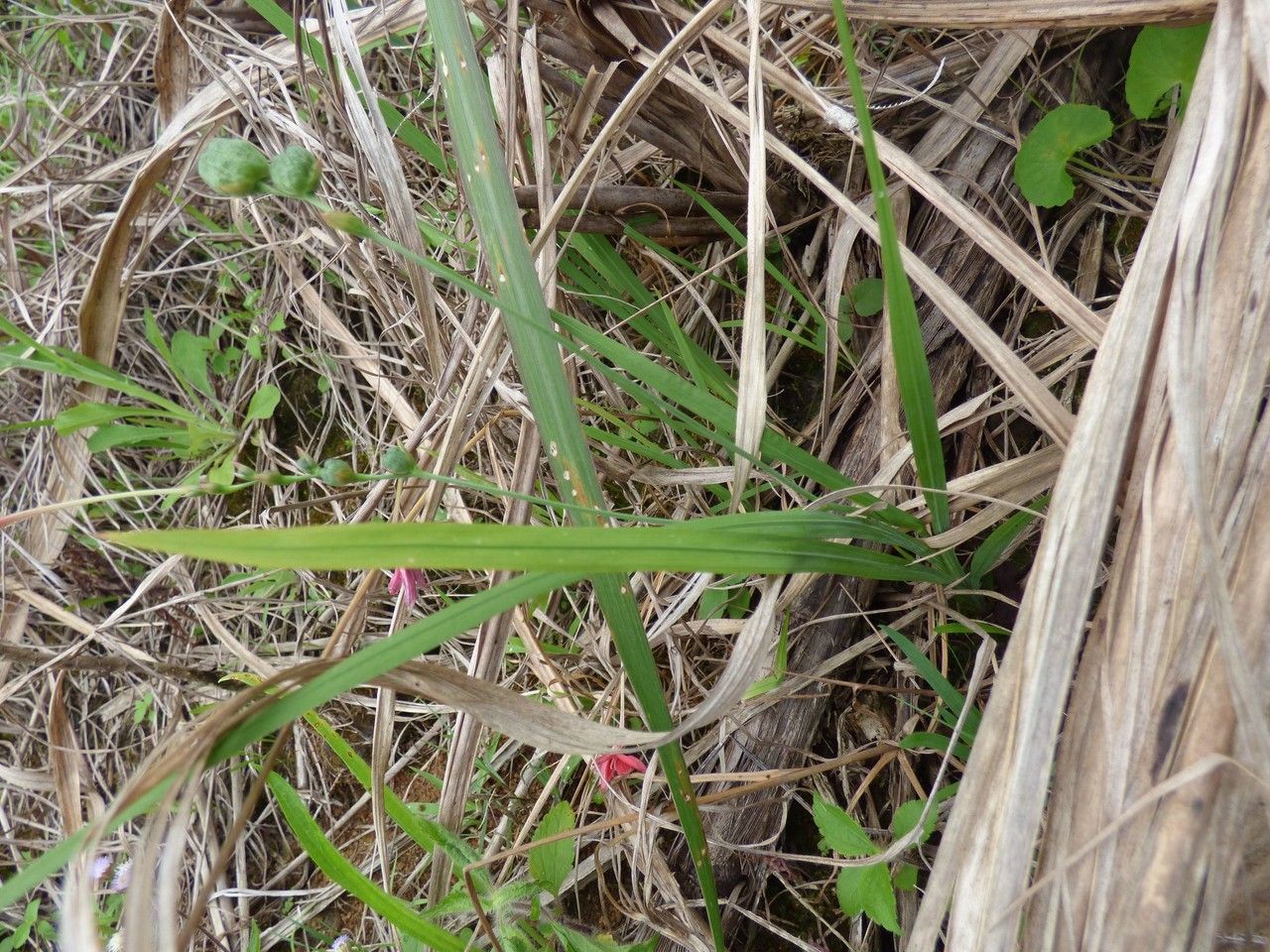 Anomatheca laxa leaf