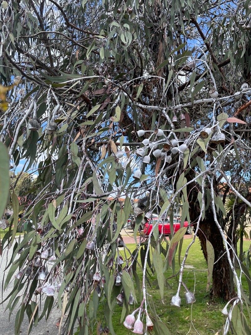 Eucalyptus caesia leaf