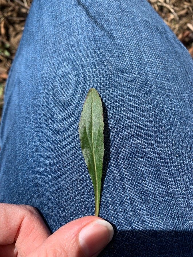 Conyza floribunda — search result for 'Erigeron'