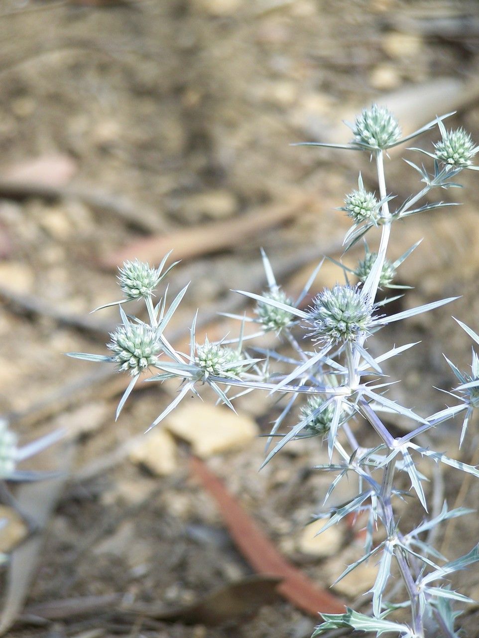 Eryngium tricuspidatum flower