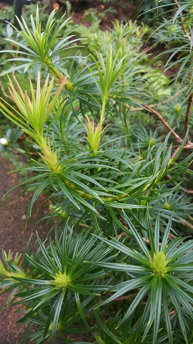 Rhododendron stenophyllum — houseplant care guide