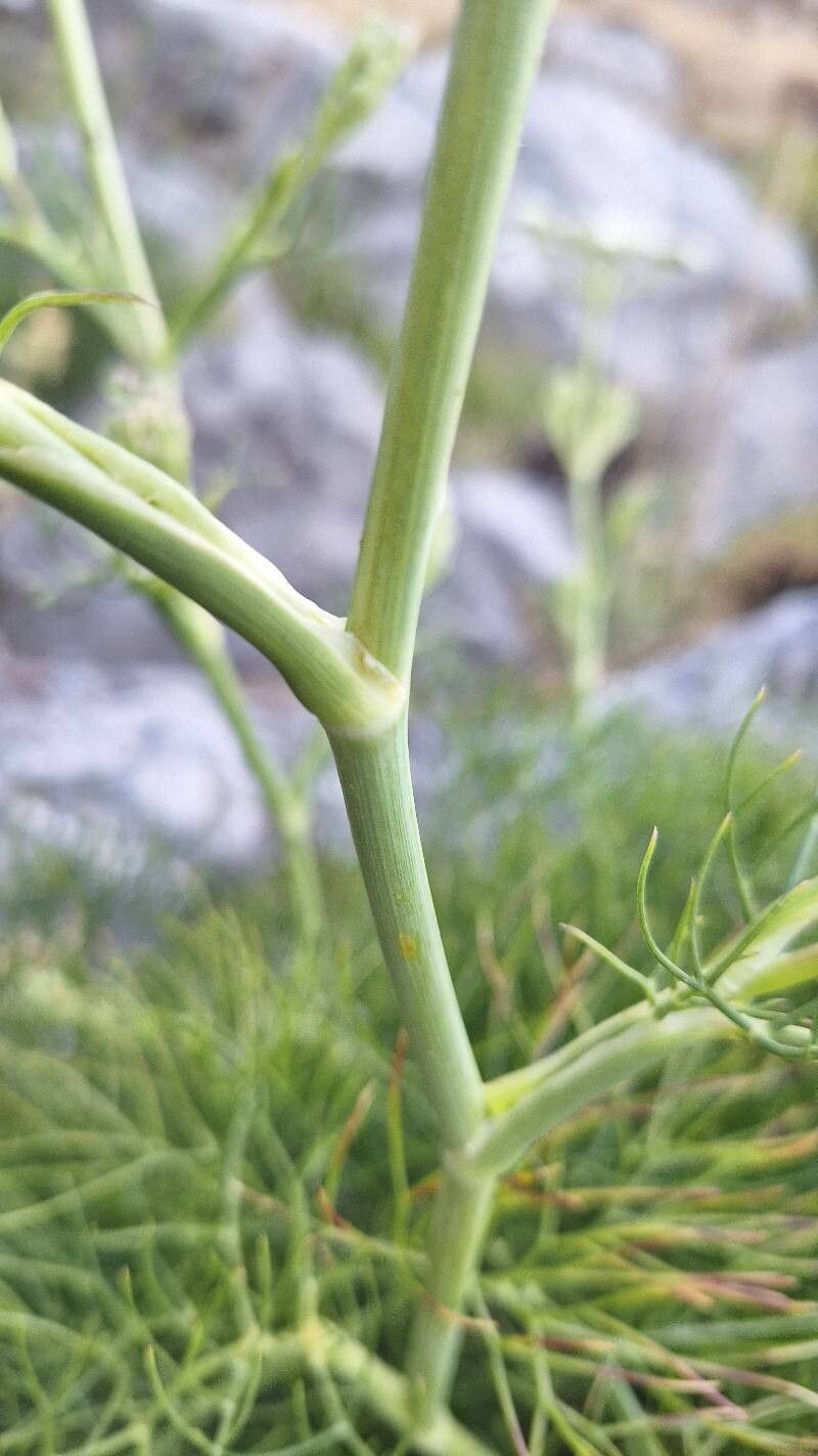 Seseli parnassicum bark