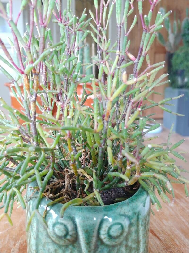 Rhipsalis cereuscula flower