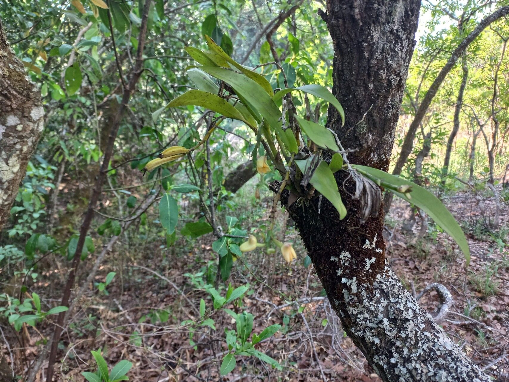 Polystachya armeniaca habit