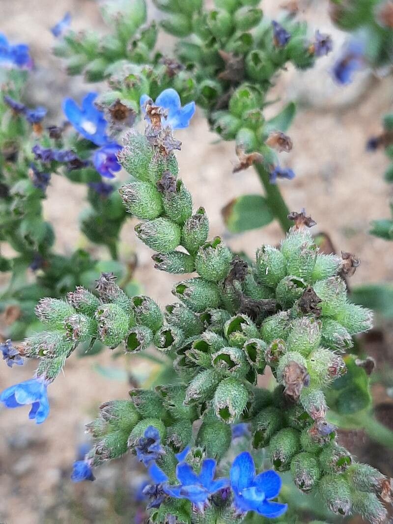 Anchusa officinalis fruit