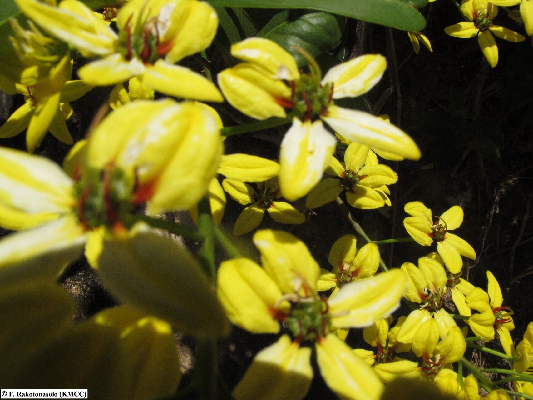 Tristellateia madagascariensis — houseplant care guide