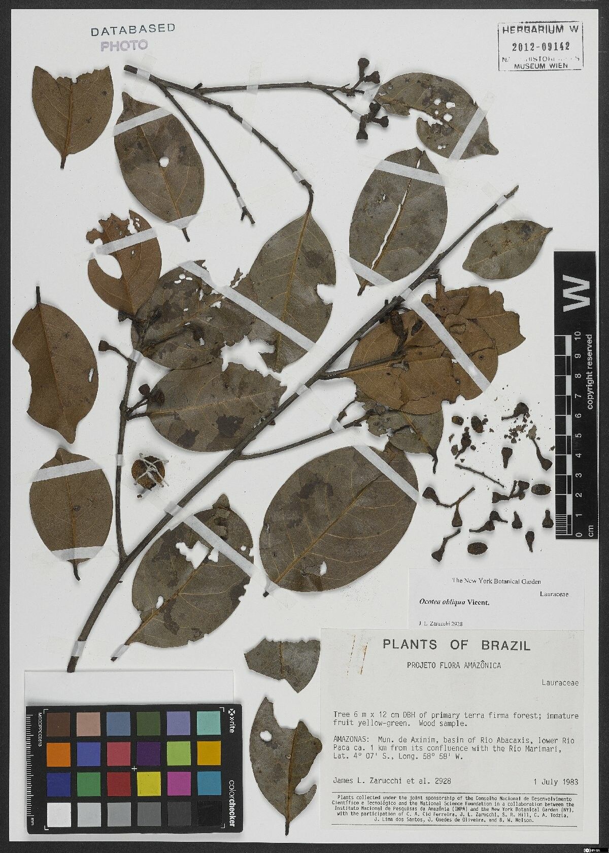 Ocotea obliqua — houseplant care guide