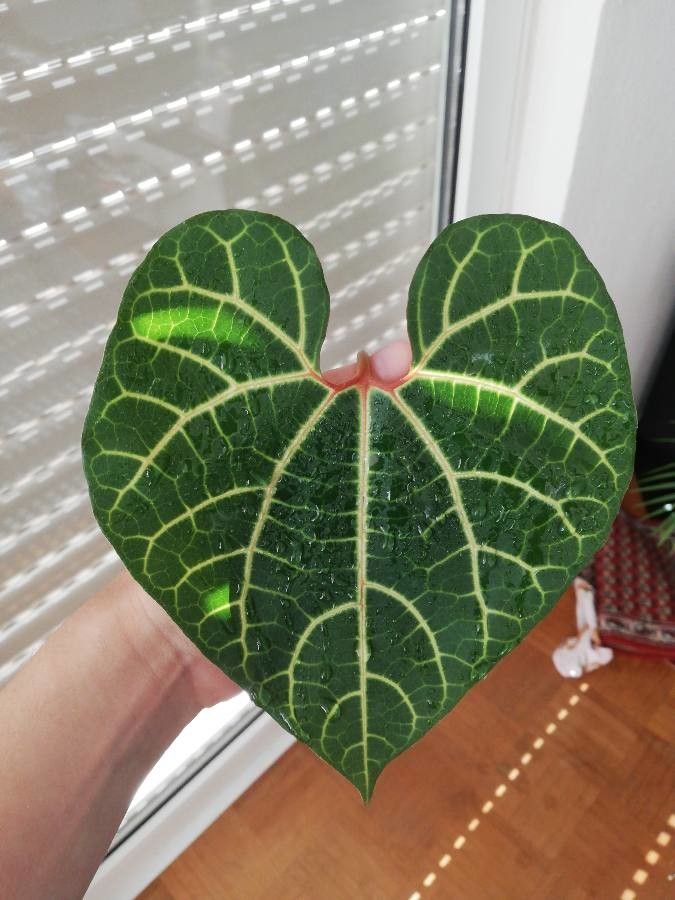 Aristolochia cauliflora other