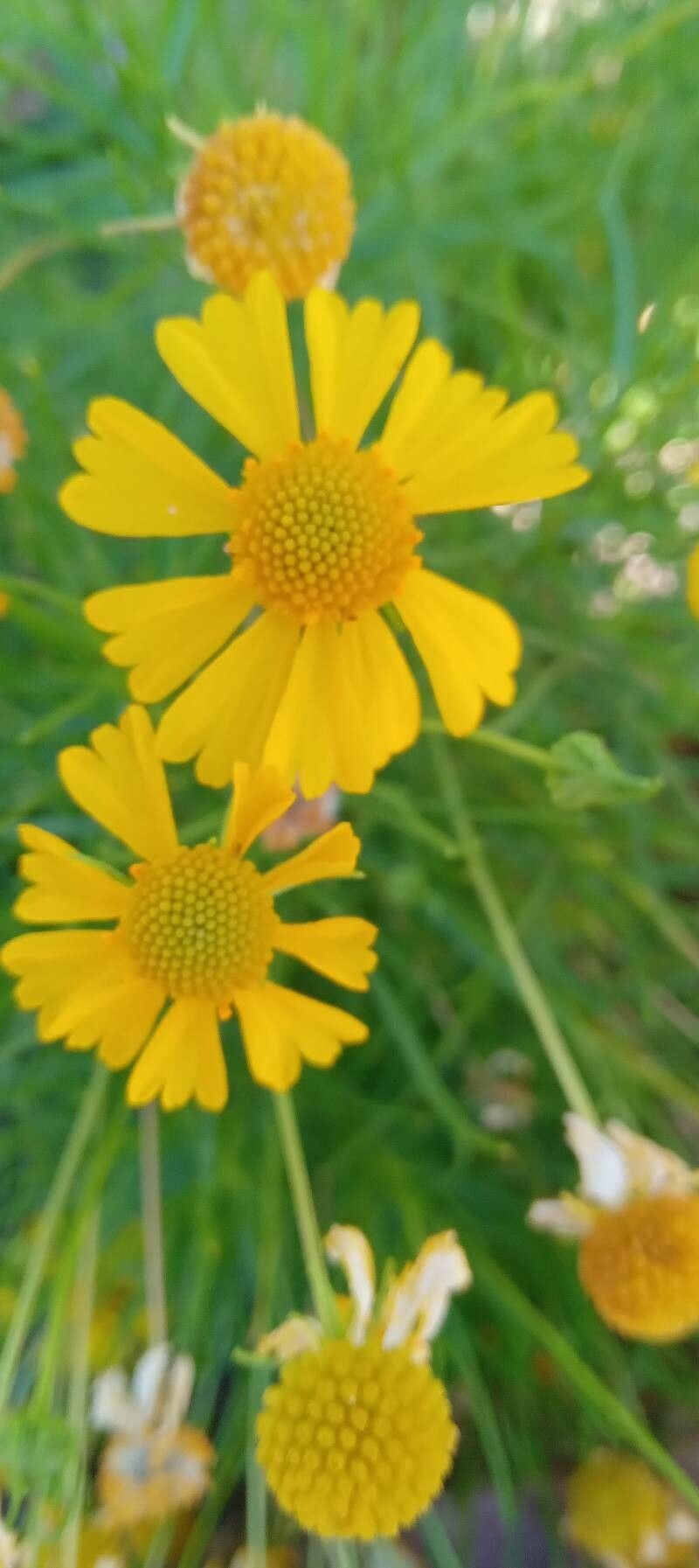 Thymophylla tenuiloba flower