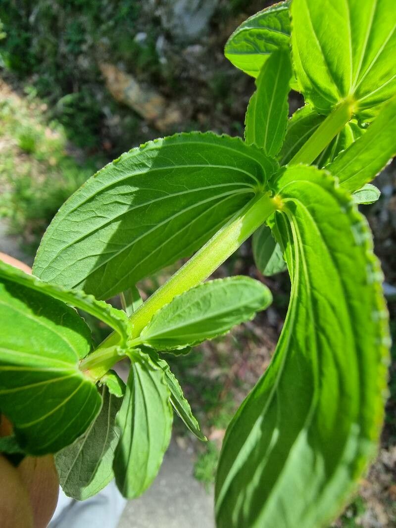 Hypericum undulatum leaf