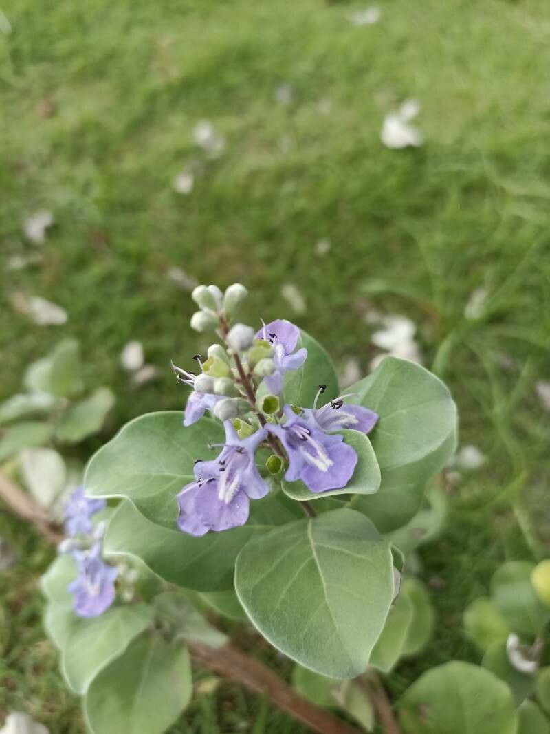 Vitex trifolia flower