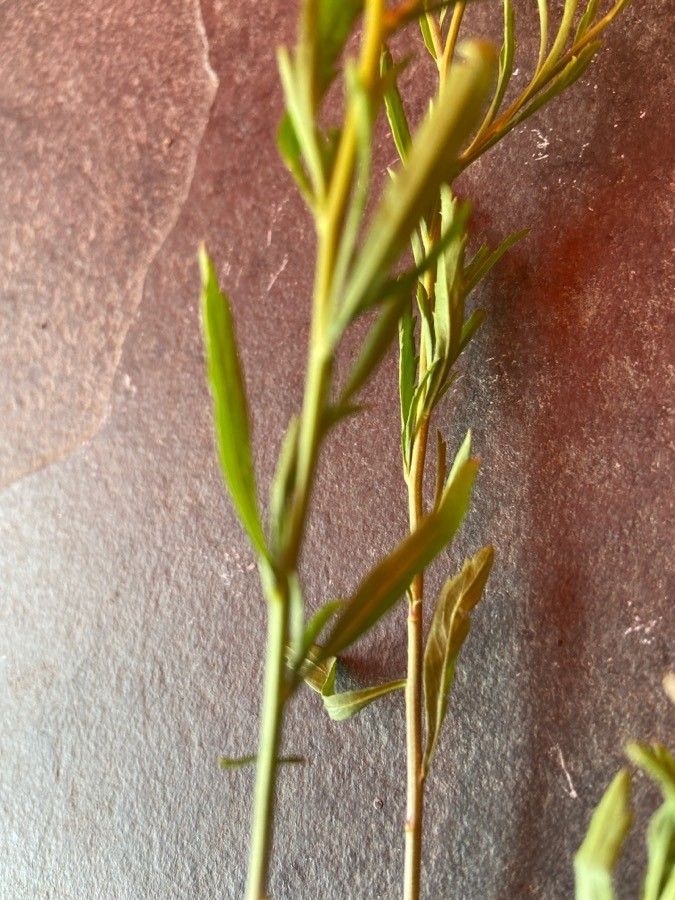 Lepidium perfoliatum — search result for 'Lepidium'