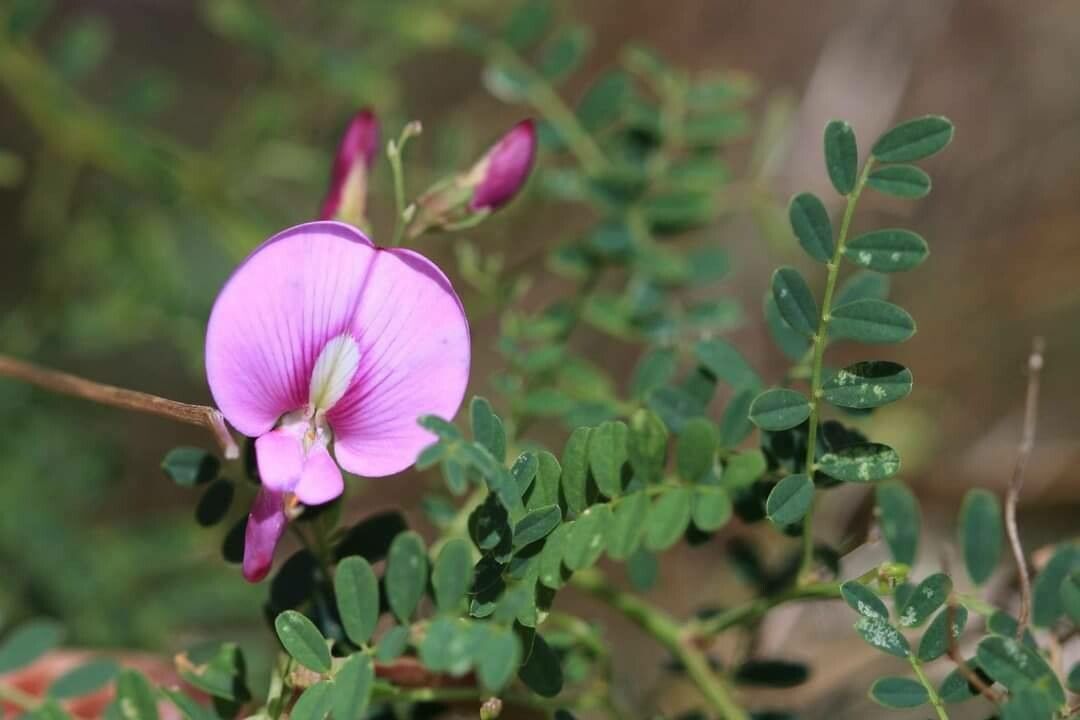 Swainsona galegifolia — related species from the same genus