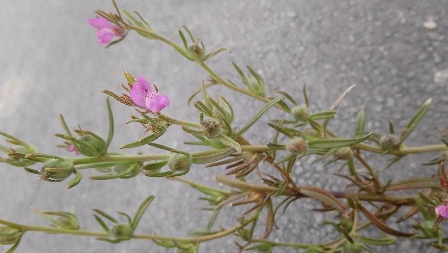 Misopates orontium leaf