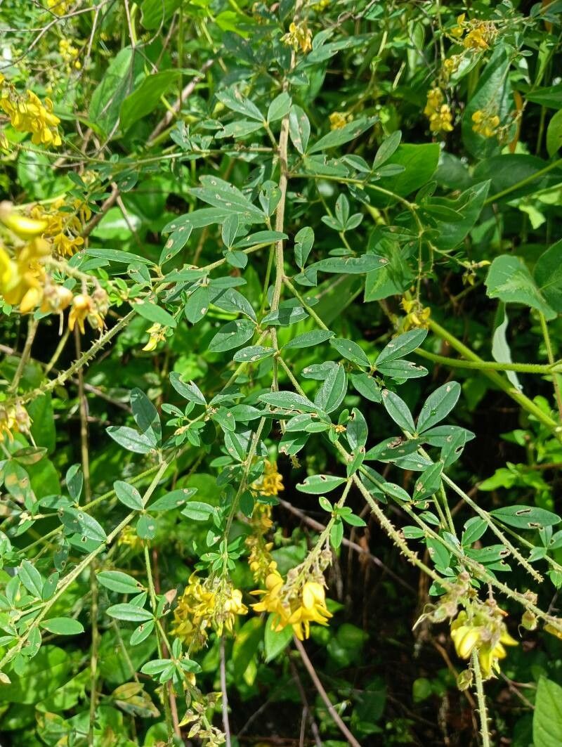 Crotalaria uncinella habit