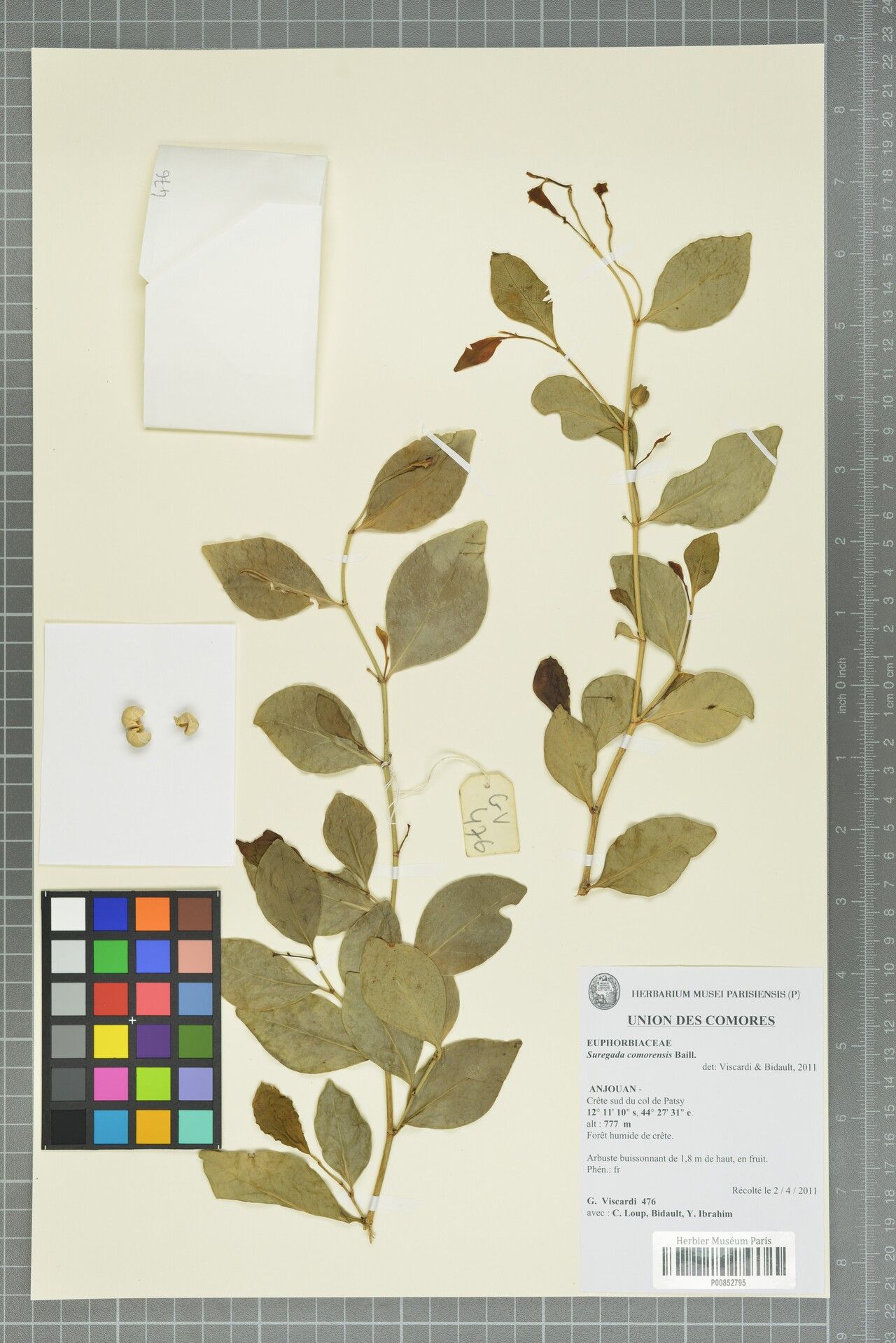 Suregada comorensis — houseplant care guide