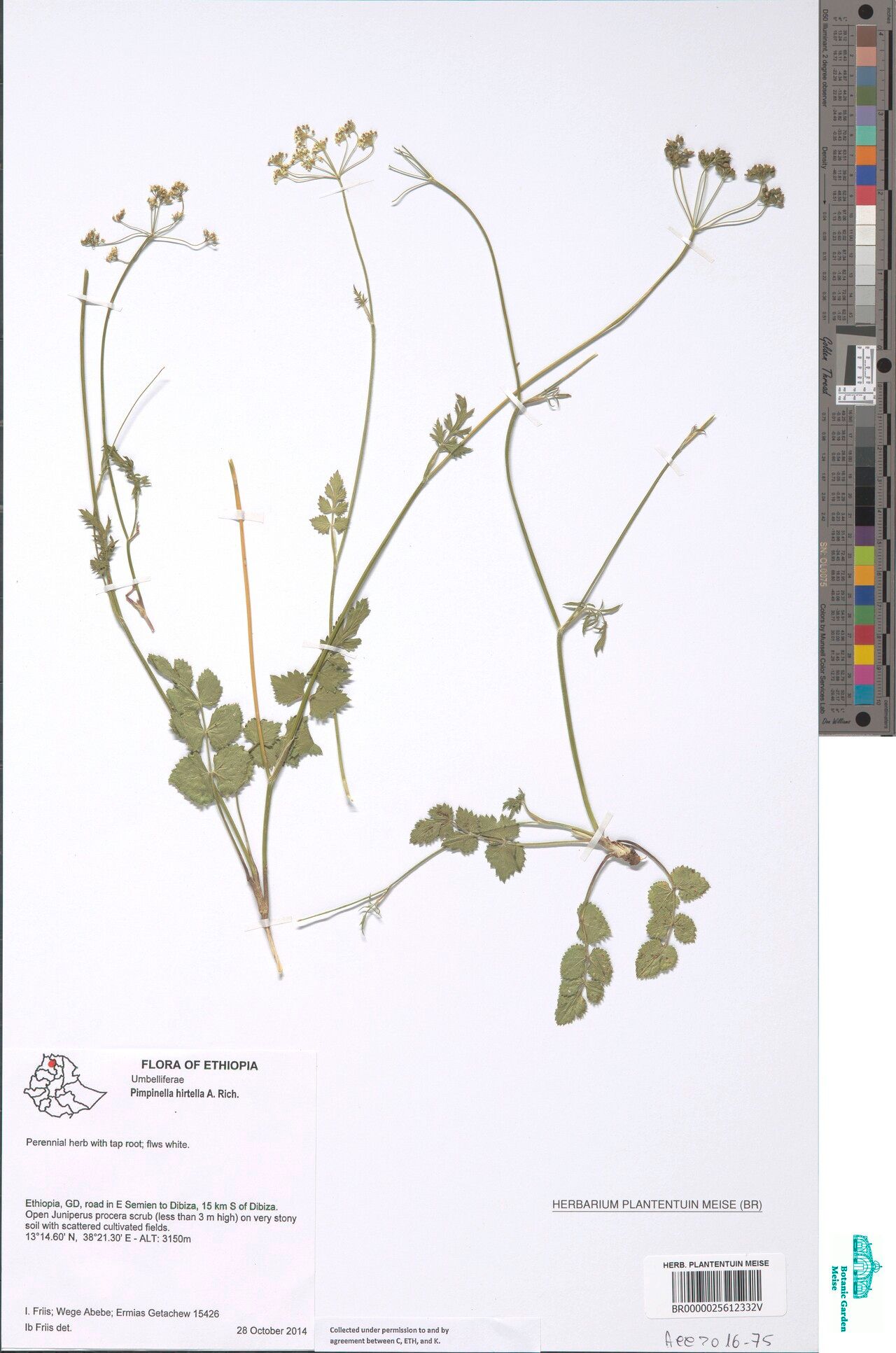 Pimpinella hirtella — search result for 'Pimpinella'