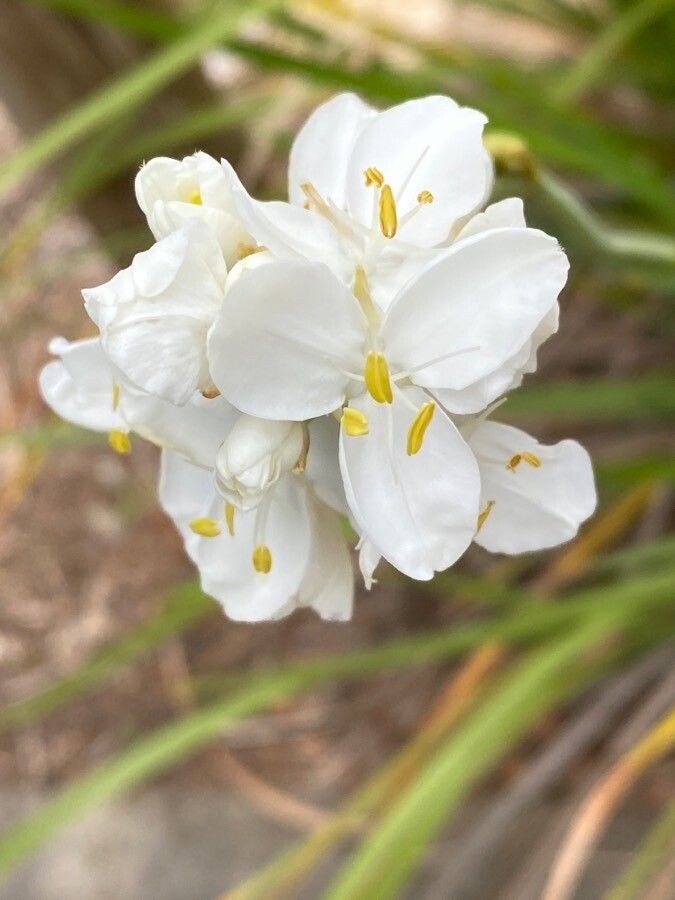 Libertia grandiflora flower