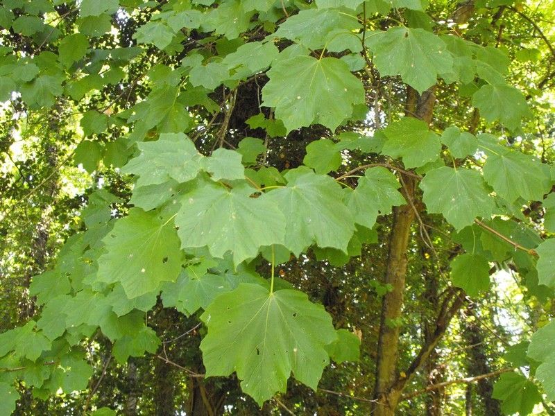 Acer neapolitanum leaf