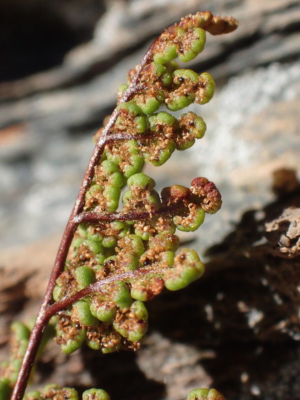 Allosorus tinaei fruit