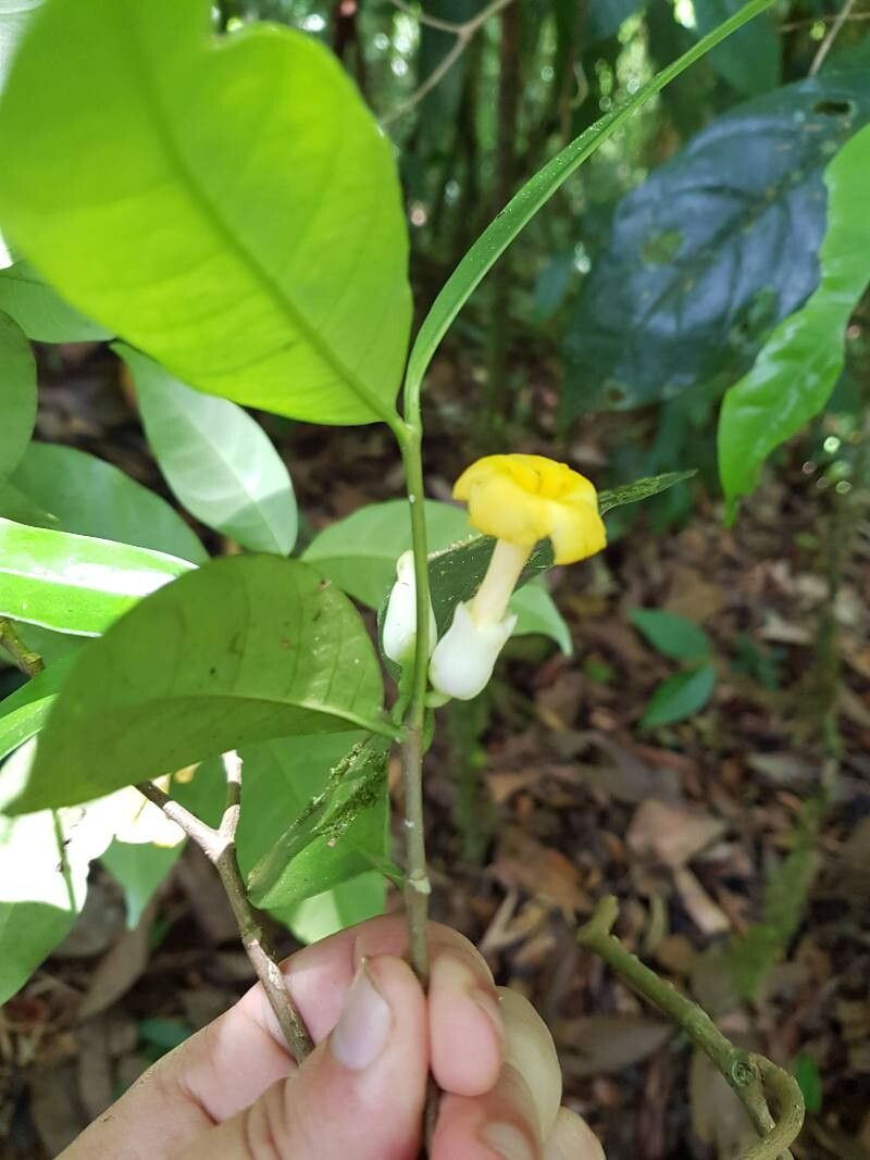 Tabernaemontana pauli flower