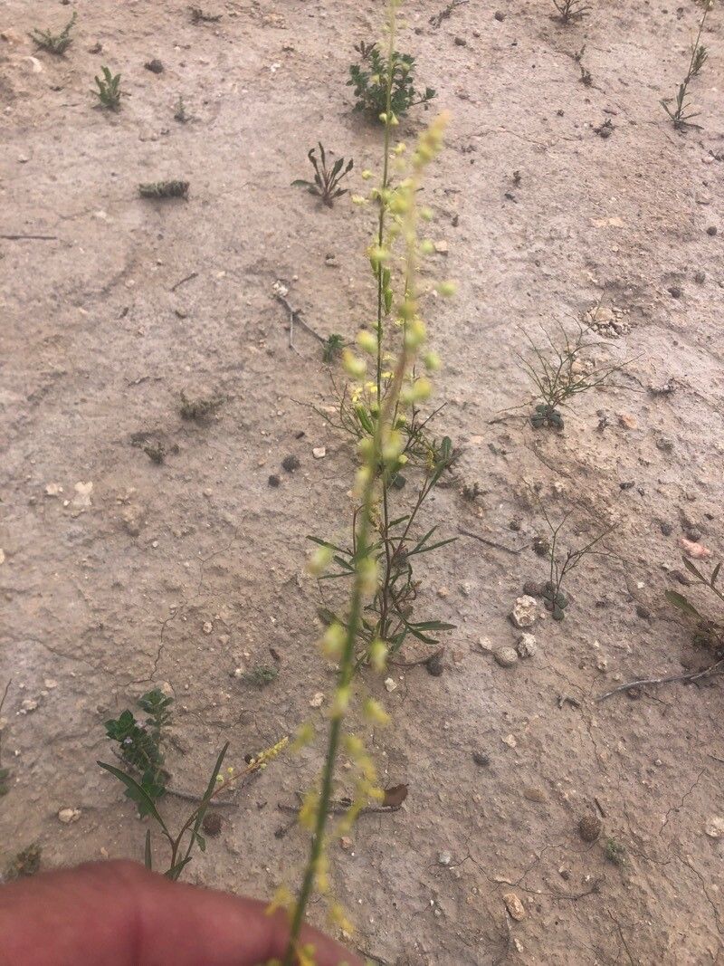 Reseda stricta flower