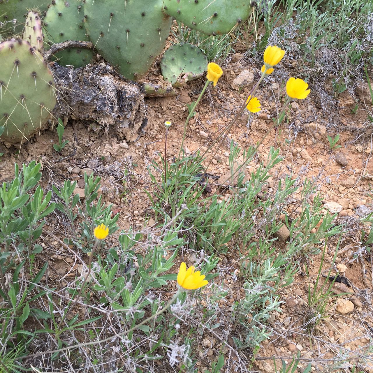 Tetraneuris scaposa habit