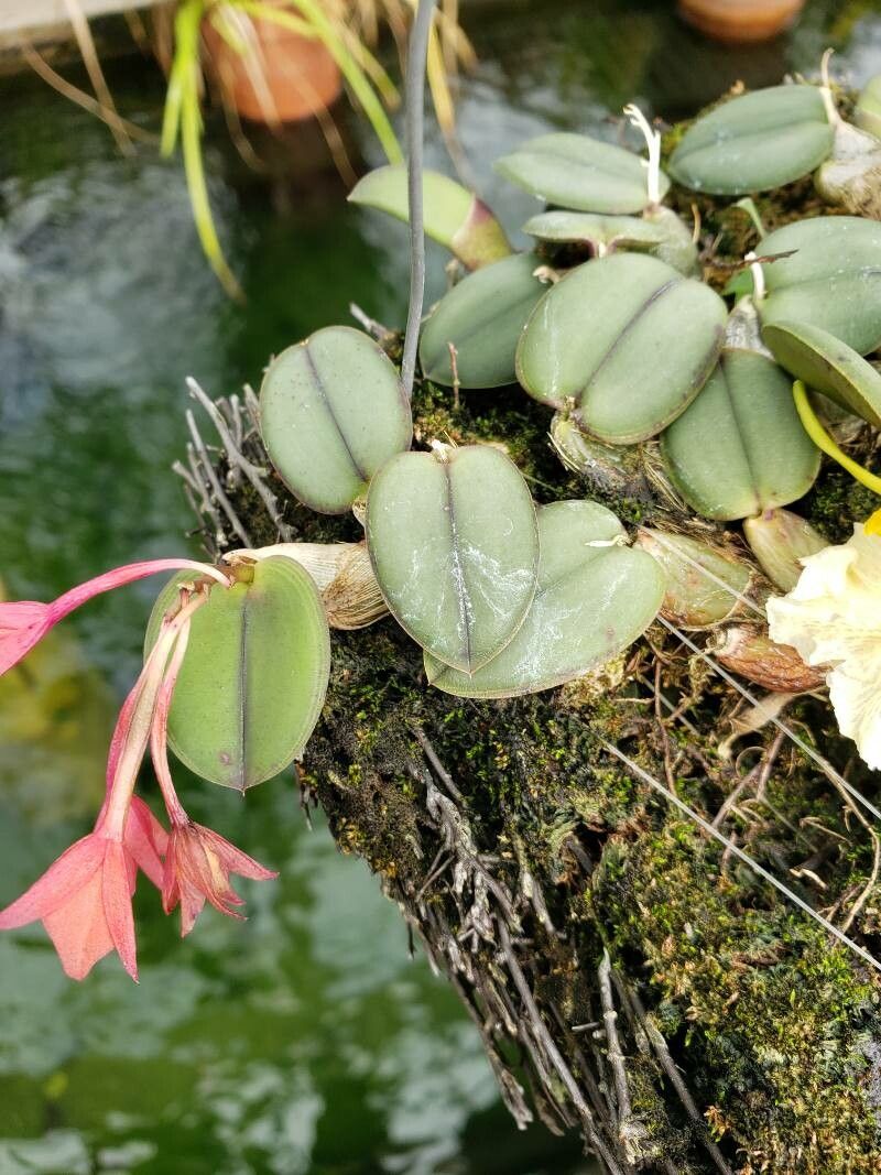 Cattleya cernua — houseplant care guide