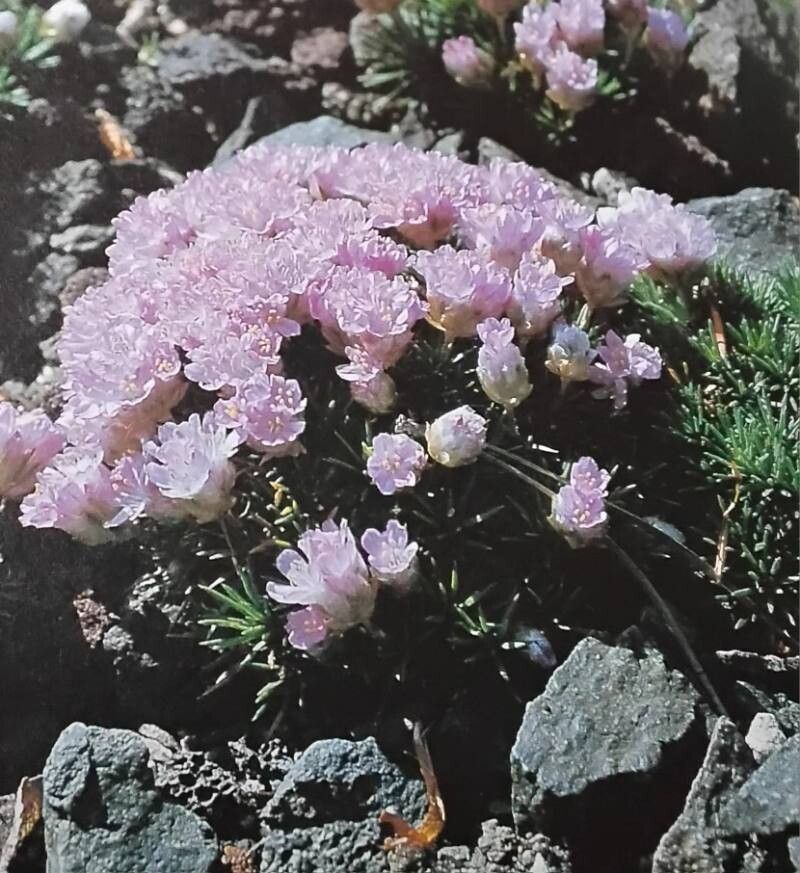 Armeria humilis — houseplant care guide