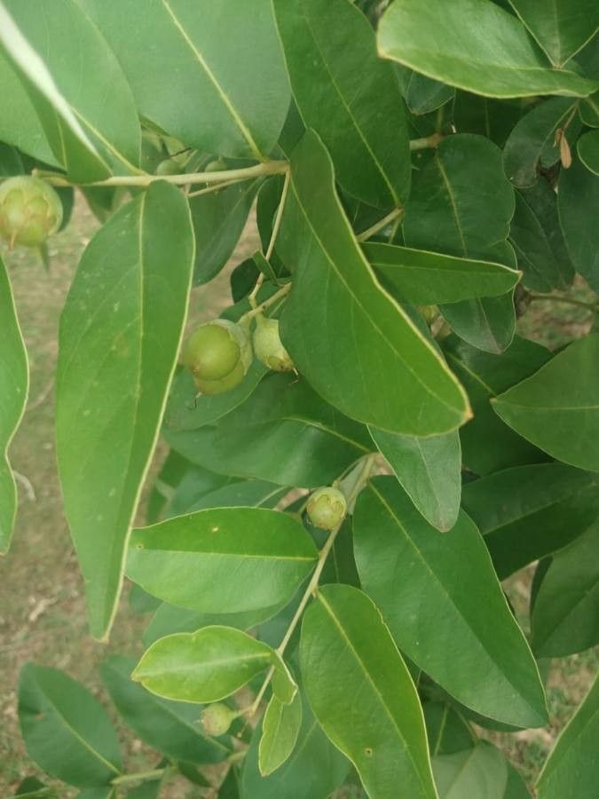 Lagerstroemia parviflora fruit