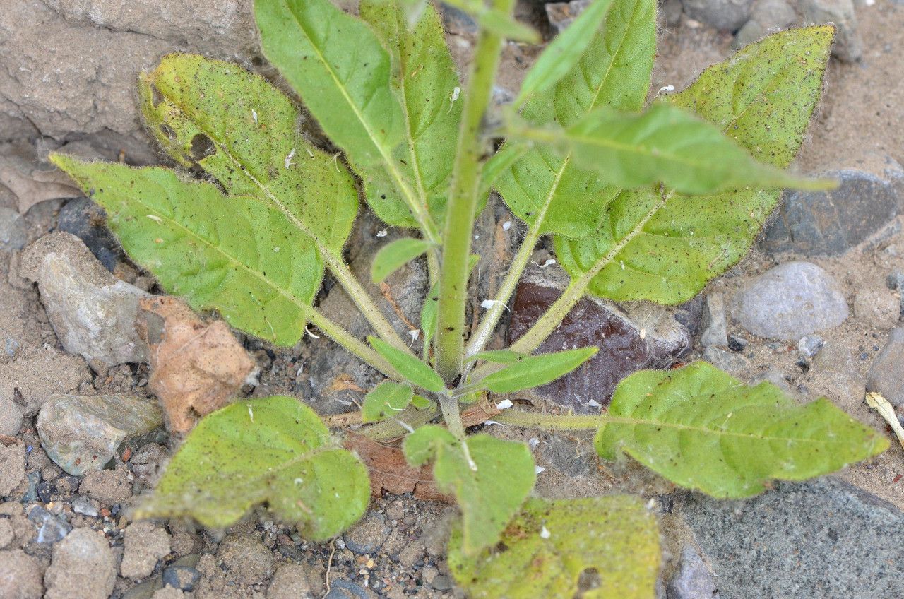 Nicotiana acuminata habit