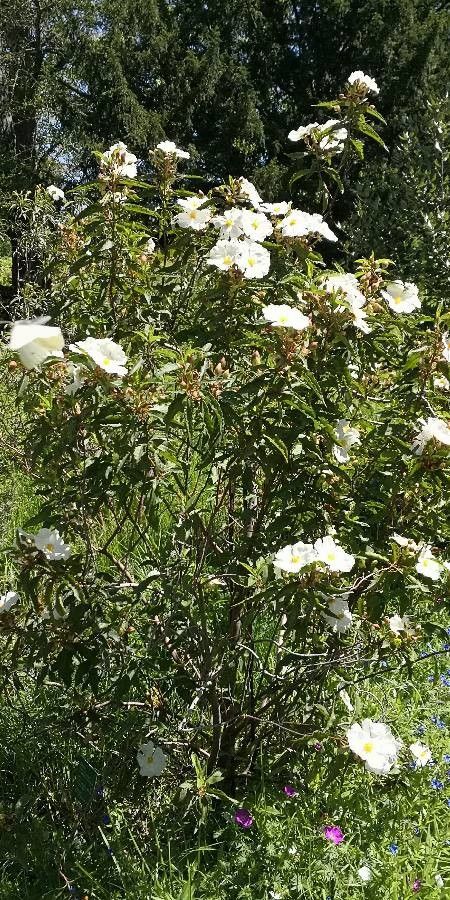Cistus × aguilari habit