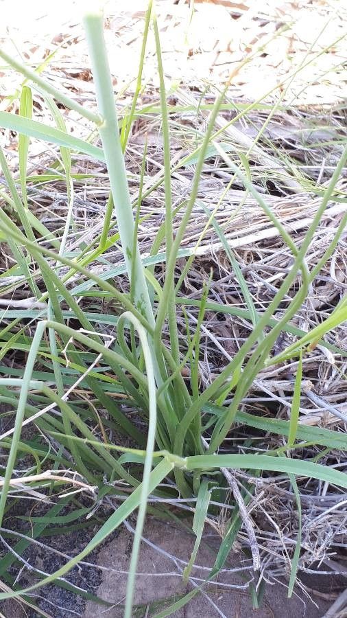 Asphodelus tenuifolius