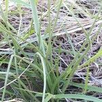 Asphodelus tenuifolius