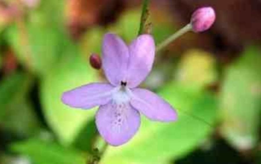 Pseuderanthemum crenulatum — related species from the same genus