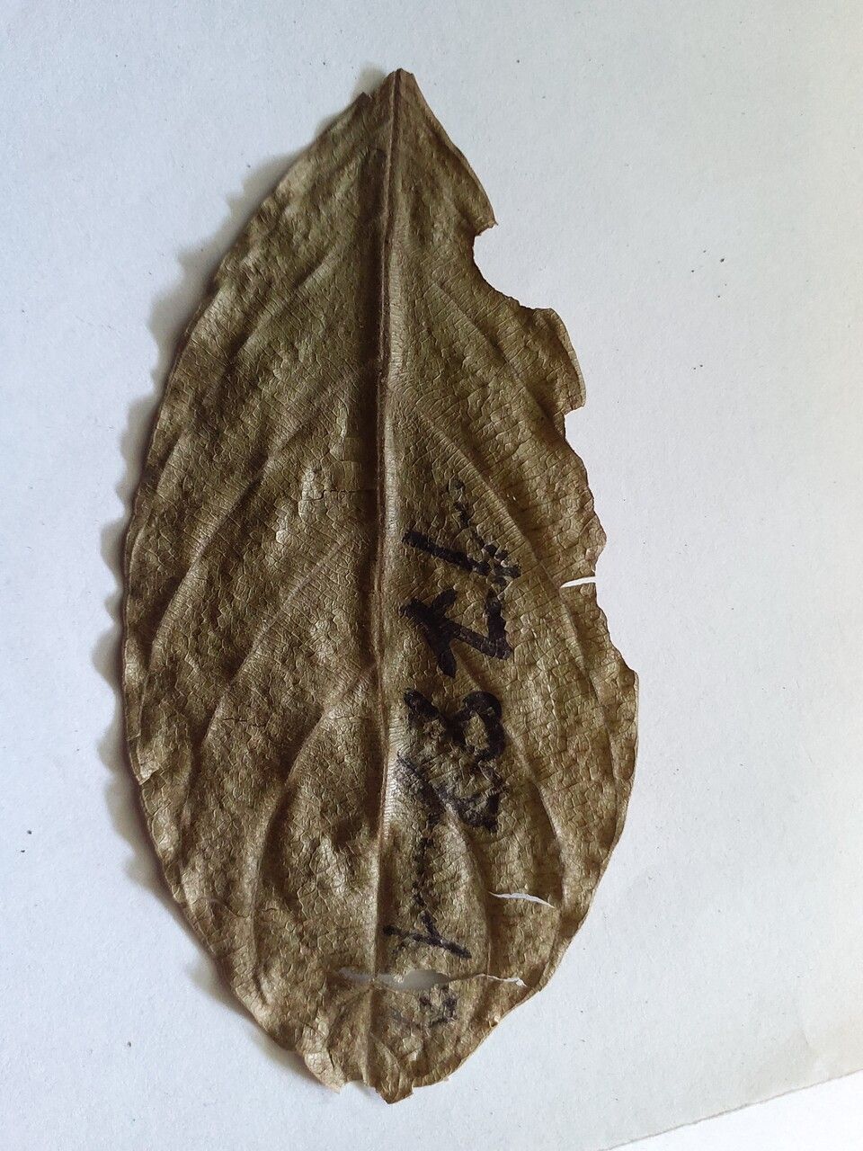 Guarea pubescens — houseplant care guide