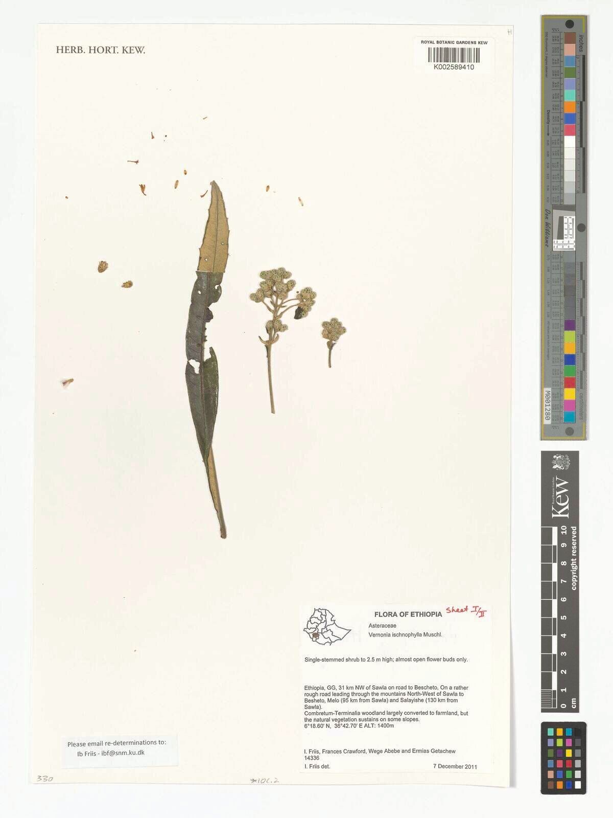 Vernonia ischnophylla — houseplant care guide